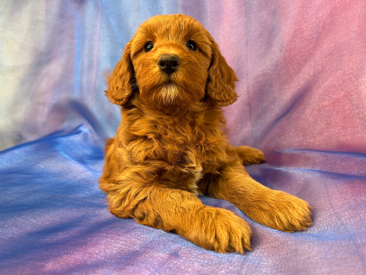 Dark red Mini Goldendoodle Puppy for Sale in Northern Iowa DOB 3-24-2025 $1200